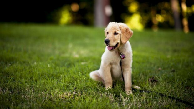 A playful Labrador puppy sits happily on green grass in a park, HD Desktop Wallpaper