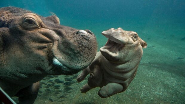 A mother hippopotamus swims closely with her playful calf underwater, HD Desktop Wallpaper