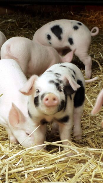 A group of playful piglets are resting and eating straw inside a cozy barn with farm animals, HD Mobile Wallpaper