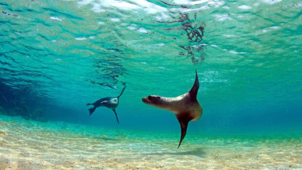 Two sea lions swim underwater near the sandy ocean floor in the Galapagos Islands, 2K Desktop Wallpaper