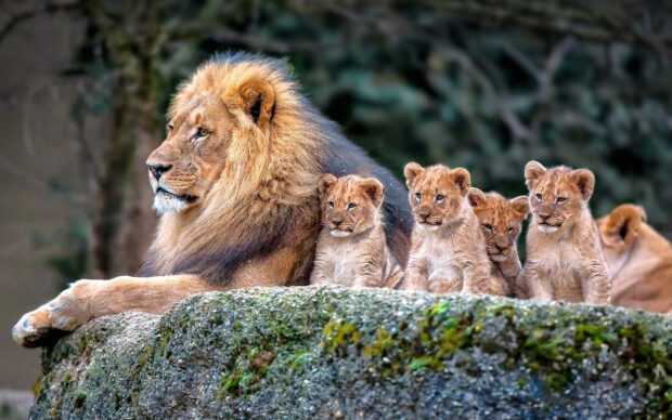 A male lion sits calmly with four playful lion cubs on a rock, HD Desktop Wallpaper