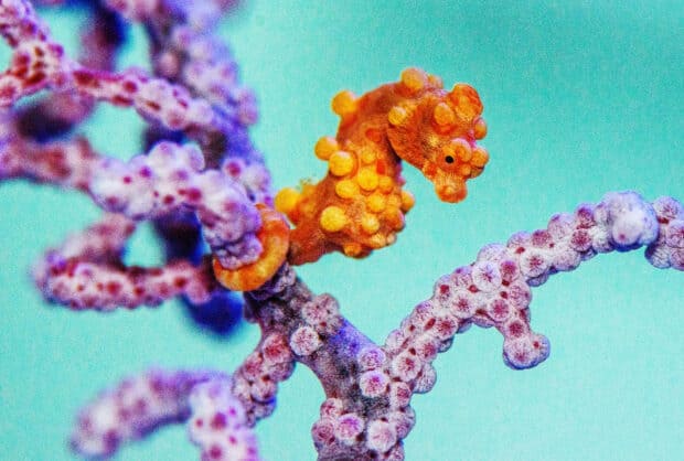A detailed view of a seahorse among coral branches in the ocean, HD Desktop Wallpaper
