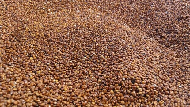 A close up view of quinoa seeds showing their texture and color, HD Desktop Wallpaper