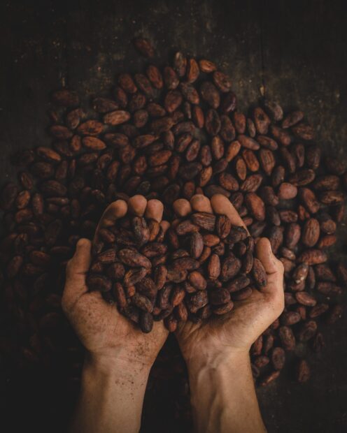 A pair of hands dirty from work holding raw cacao beans, 2K Mobile Wallpaper