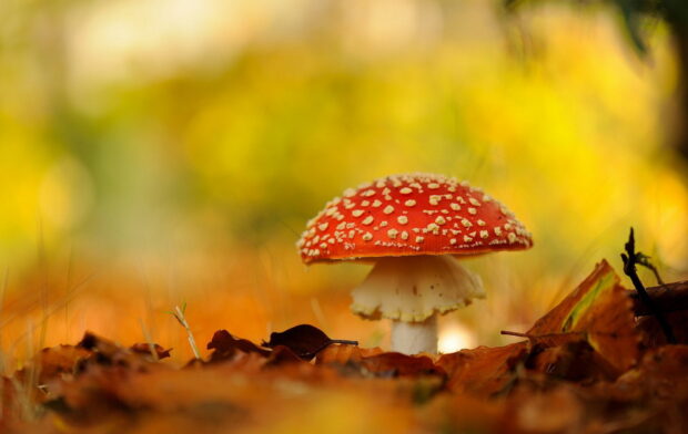 A red Amanita mushroom growing among autumn leaves in a forest, HD Desktop Wallpaper