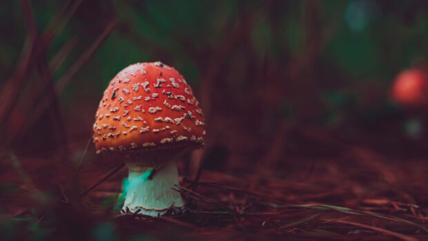 A red Amanita mushroom stands among pine needles in a blurred forest setting, 4K Desktop Wallpaper