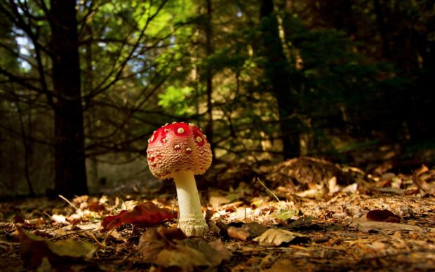 A red Amanita mushroom grows among fallen leaves in a dense forest, HD Desktop Wallpaper