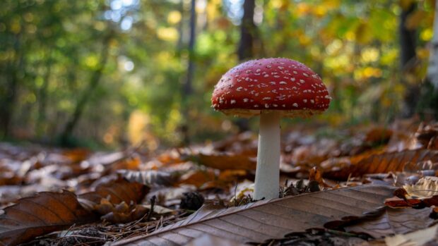 A red Amanita mushroom grows among fallen leaves in a blurred autumn forest, 4K Desktop Wallpaper