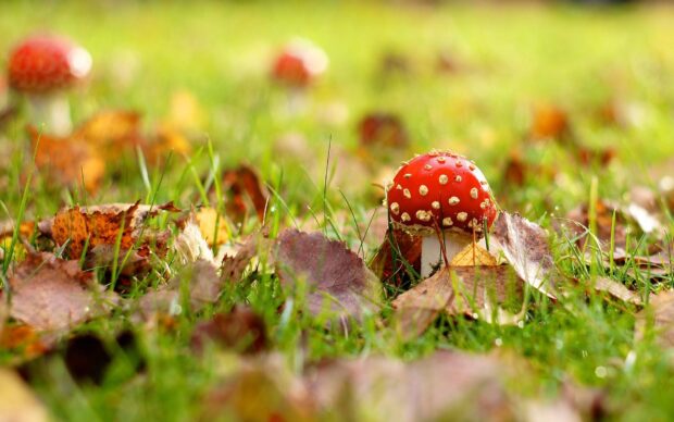 A red Amanita mushroom grows among fallen leaves and green grass in nature, HD Desktop Wallpaper