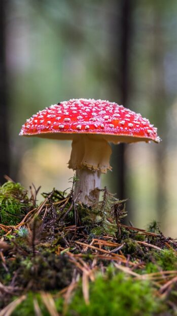 A red Amanita wallpapers mushroom growing on forest floor, HD Phone Wallpaper