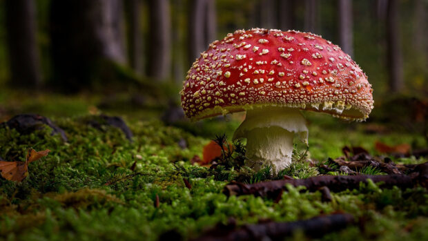 A red Amanita mushroom stands on mossy ground in a forest setting, HD Desktop Wallpaper