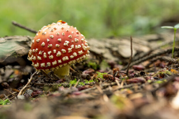 A red Amanita mushroom stands out on the forest floor with natural surroundings, 2K Desktop Wallpaper