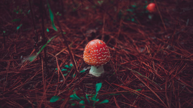 A red Amanita mushroom stands on a bed of pine needles and green leaves in the forest, 4K Desktop Wallpaper