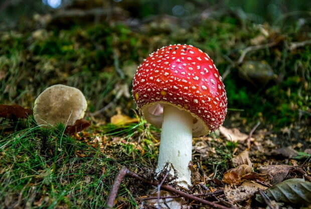 A red Amanita mushroom stands tall among forest leaves and grass, HD Desktop Wallpaper