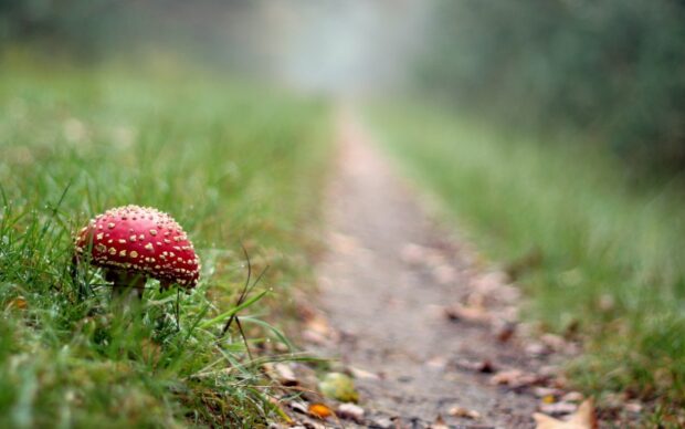 A red Amanita mushroom grows beside a narrow dirt path surrounded by green grass, 2K Desktop Wallpaper