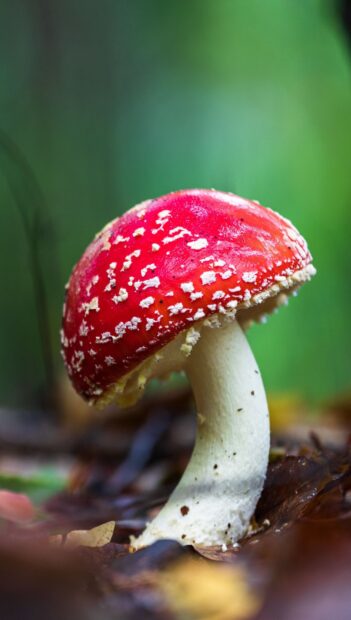A red Amanita mushroom with white spots grows on the forest floor showcasing Amanita Wallpapers, HD Phone Wallpaper