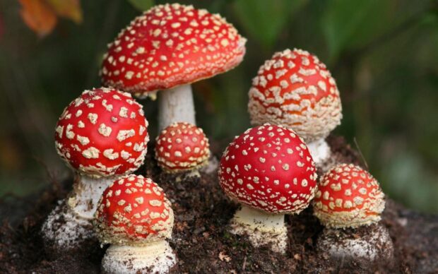 A group of red Amanita mushrooms with white spots growing in soil, 2K Desktop Wallpaper