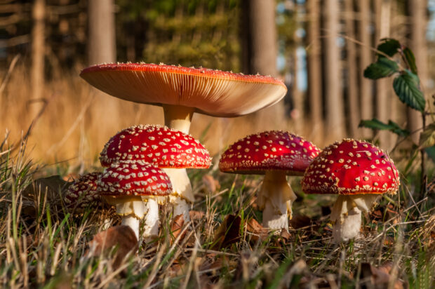 A group of red Amanita mushrooms growing on forest floor, 2K Desktop Wallpaper