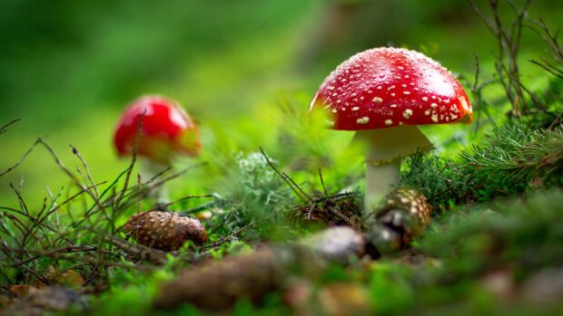 Red Amanita mushrooms grow on mossy ground in a forest setting, 4K Desktop Wallpaper