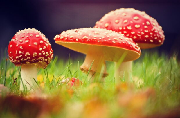Red Amanita mushrooms showing white spots on the caps in a grassy field, HD Desktop Wallpaper