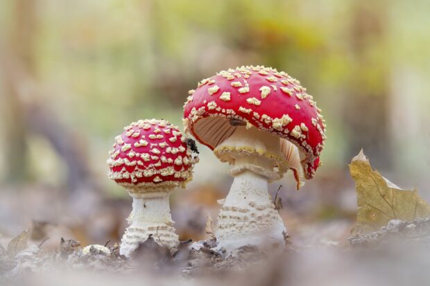 Two red Amanita mushrooms growing on a forest floor with fallen leaves, HD Desktop Wallpaper