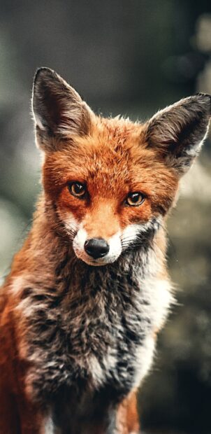 A red fox with bright eyes stands still in a natural environment, showing its fur in detail, 2K Mobile Wallpaper
