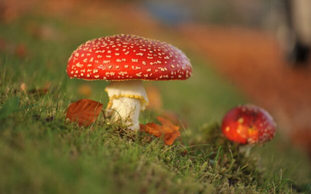 A red Amanita mushroom grows on green moss with autumn leaves around, HD Desktop Wallpaper