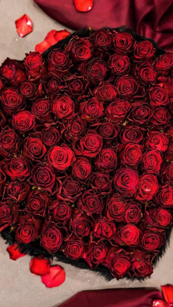 A close up of red roses arranged in a heart shape with scattered petals around, 4K Phone Wallpaper