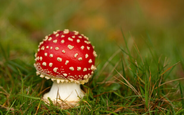A red amanita mushroom sits among green grass blades in nature, HD Desktop Wallpaper
