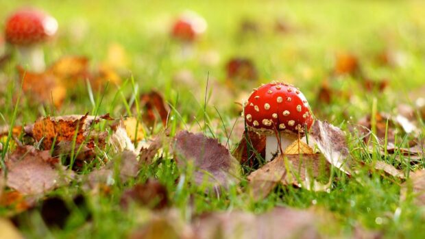 The red amanita mushroom stands out among green grass and fallen leaves in the forest, HD Desktop Wallpaper