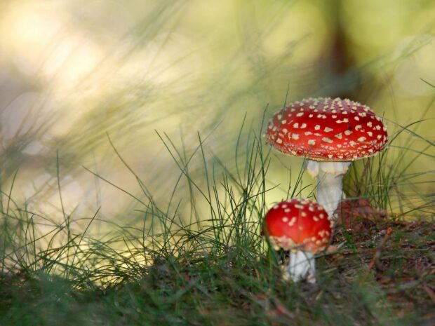 Two red amanita mushrooms with white spots grow in the forest grass, HD Desktop Wallpaper