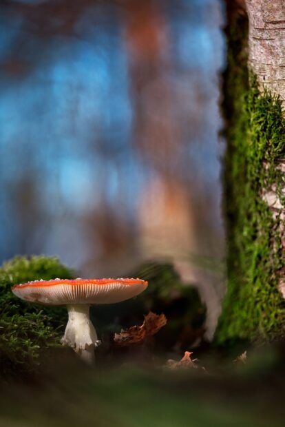 The Amanita wallpapers show a red capped mushroom standing beside moss and a tree in a forest, HD Mobile Wallpaper