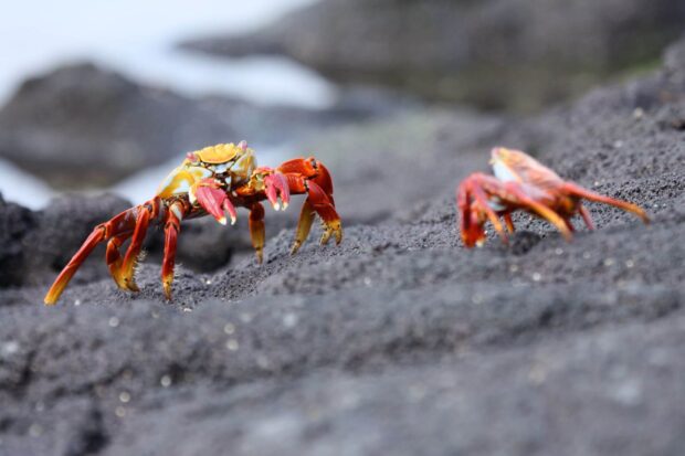 Two red crabs are walking on volcanic rocks in the Galapagos Islands wildlife area, HD Desktop Wallpaper