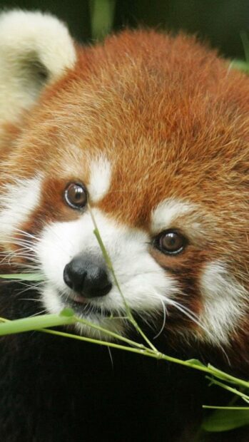 A baby animal wallpapers photo of a red panda lying peacefully in its natural habitat, HD Phone Wallpaper