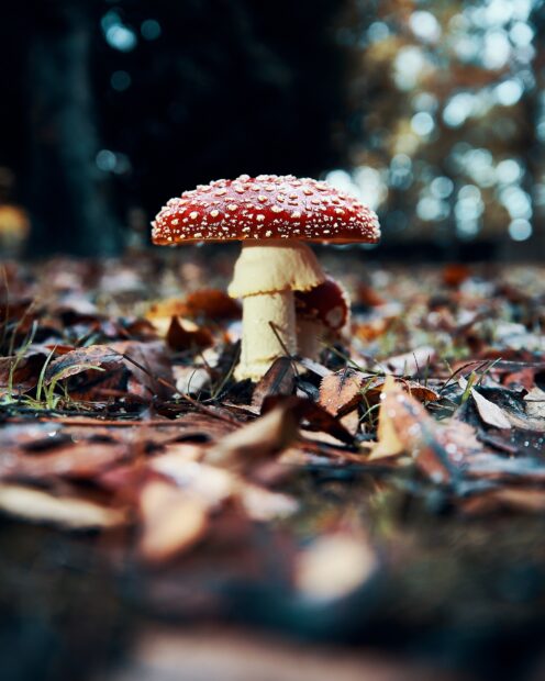 A red spotted Amanita mushroom stands among fallen leaves in the forest, HD Phone Wallpaper
