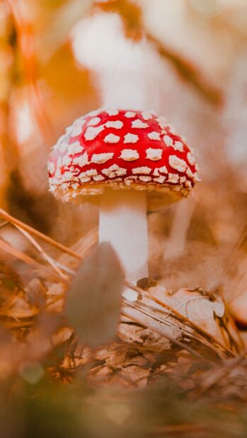 A red spotted amanita stands among dry leaves in a warm autumn forest, HD Mobile Wallpaper