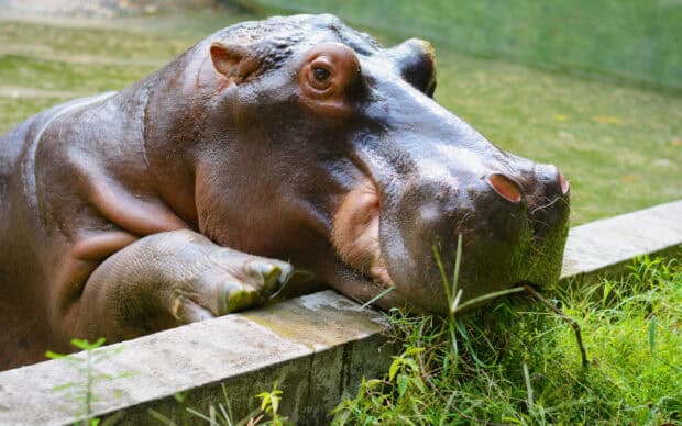 A close up view of a hippopotamus eating grass near a concrete edge in its habitat, 2K Desktop Wallpaper