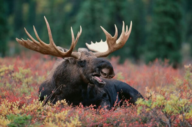 A bull moose is resting among autumn foliage in a forest clearing, HD Desktop Wallpaper