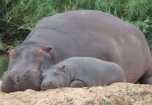 A hippopotamus mother and her baby resting together on the sandy riverbank, 4K Desktop Wallpaper