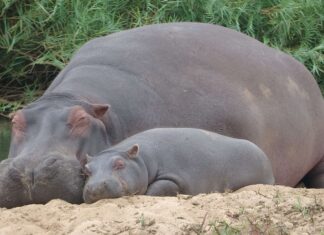 A hippopotamus mother and her baby resting together on the sandy riverbank, 4K Desktop Wallpaper