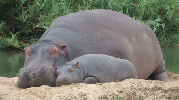 A hippopotamus mother and her baby resting together on the sandy riverbank, 4K Desktop Wallpaper