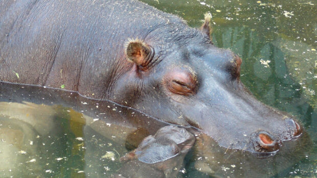 A hippopotamus and its calf are resting peacefully underwater together, 2K Desktop Wallpaper