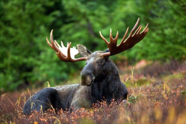 A moose with large antlers is resting on the ground surrounded by autumn plants and greenery, HD Desktop Wallpaper