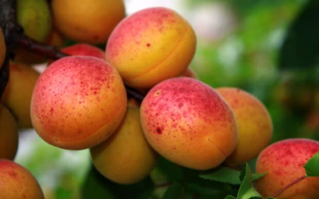 Fresh apricot fruits hanging on the tree with green leaves in the background, 2K Desktop Wallpaper