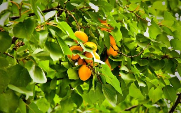 Ripe apricots hang in clusters among green leaves on a tree branch, HD Desktop Wallpaper