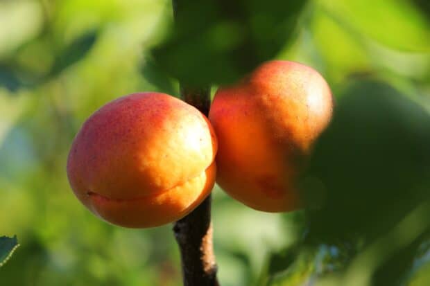 Two ripe apricots hang from a tree branch surrounded by green leaves in sunlight, 2K Desktop Wallpaper