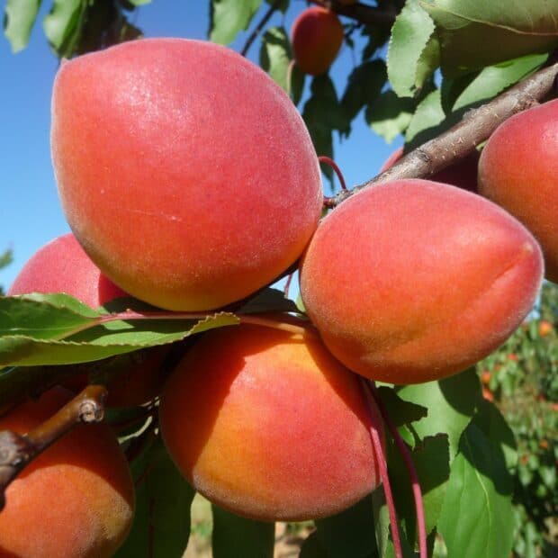 Fresh apricots growing on a leafy tree branch in a sunny orchard, HD Desktop Wallpaper