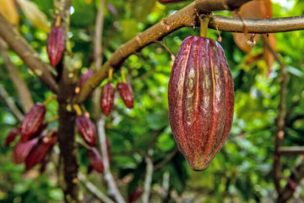 A close up of ripe cacao pods growing on a tree branch in a green forest showing Cocao Wallpapers, HD Desktop Wallpaper