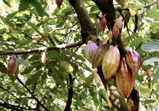 Ripe cocoa pods hanging on tree branches in a green forest with Cocao Wallpapers, 2K Desktop Wallpaper