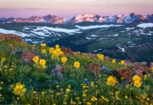 Yellow wildflowers bloom in Rocky Mountain National Park with snowy peaks in the background, HD Desktop Wallpaper